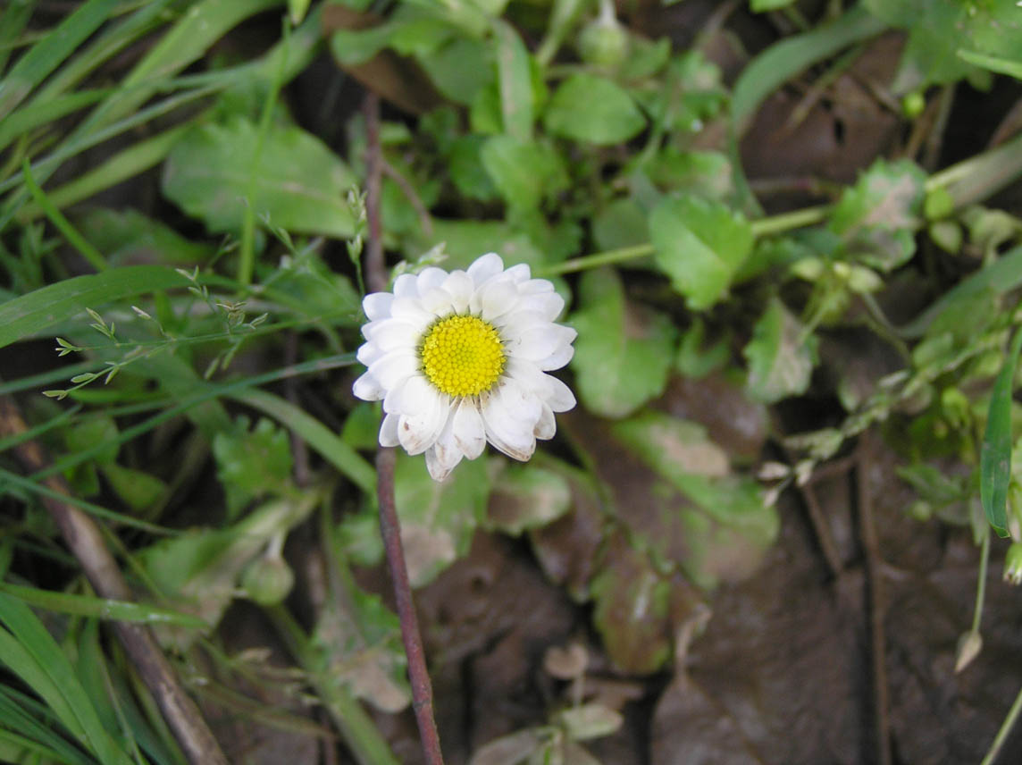 Bellis annua